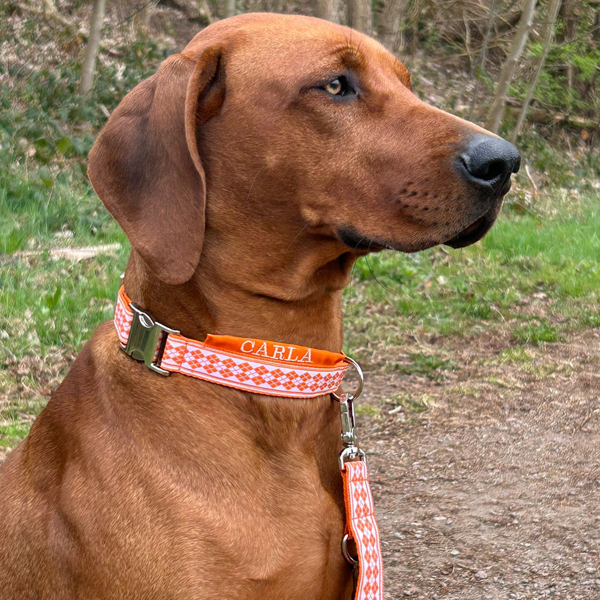 Hund Carla mit Hundehalsband im Herzallerliebst-Style.