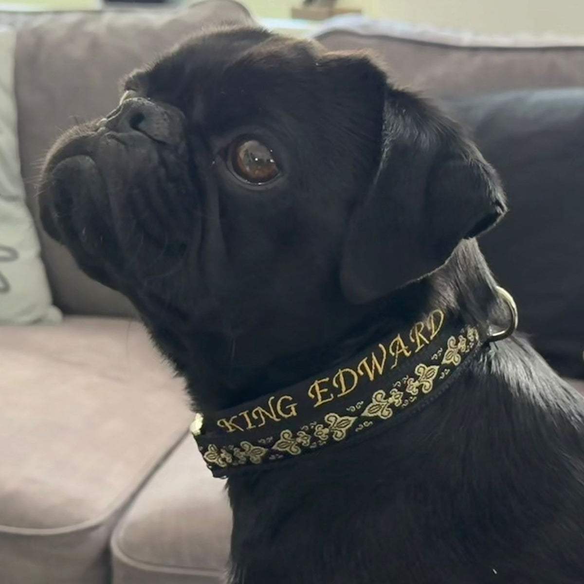 Hund King Edward mit Hndehalsband im Golf-Style.